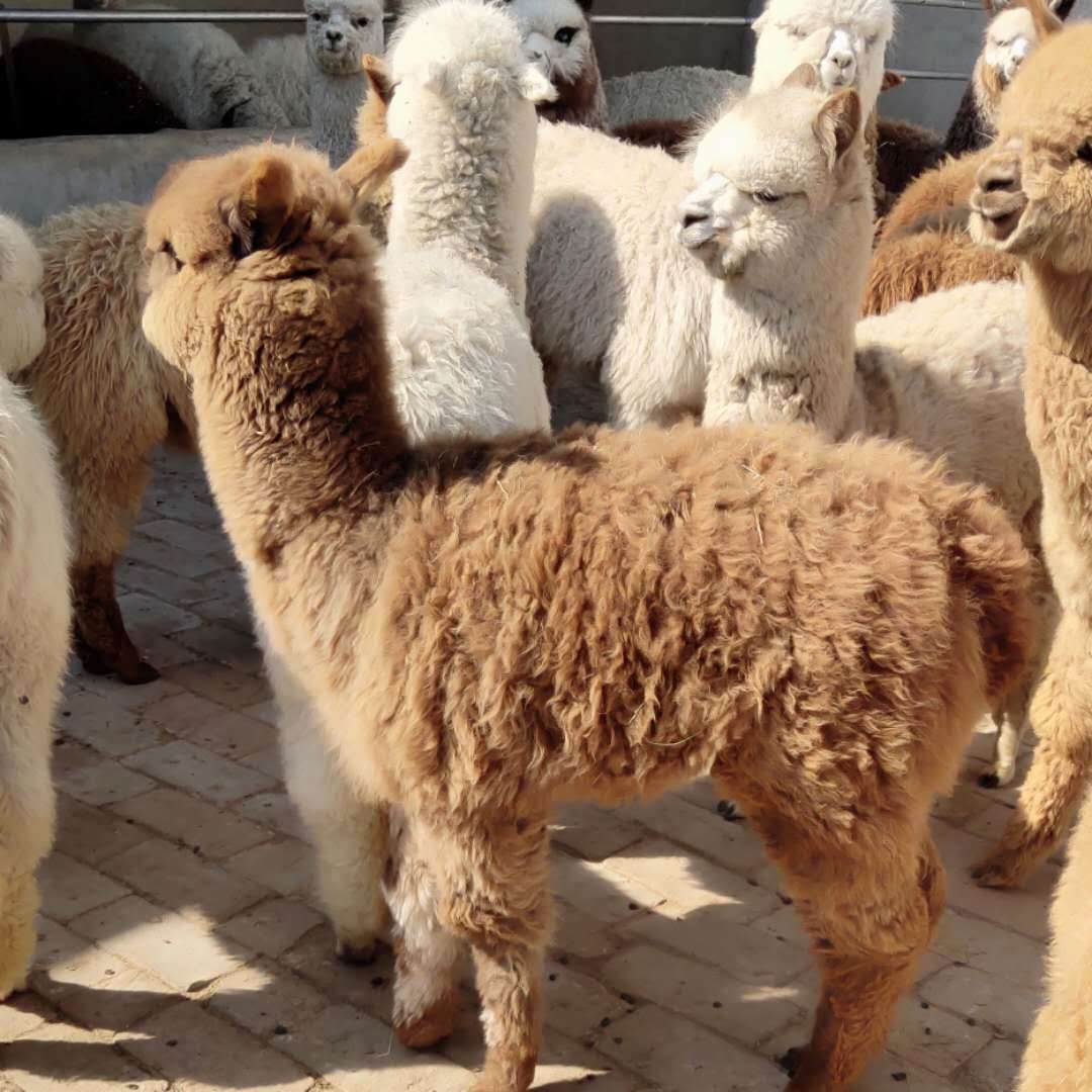 深圳野生动物园小羊驼家族喜添三“娃”