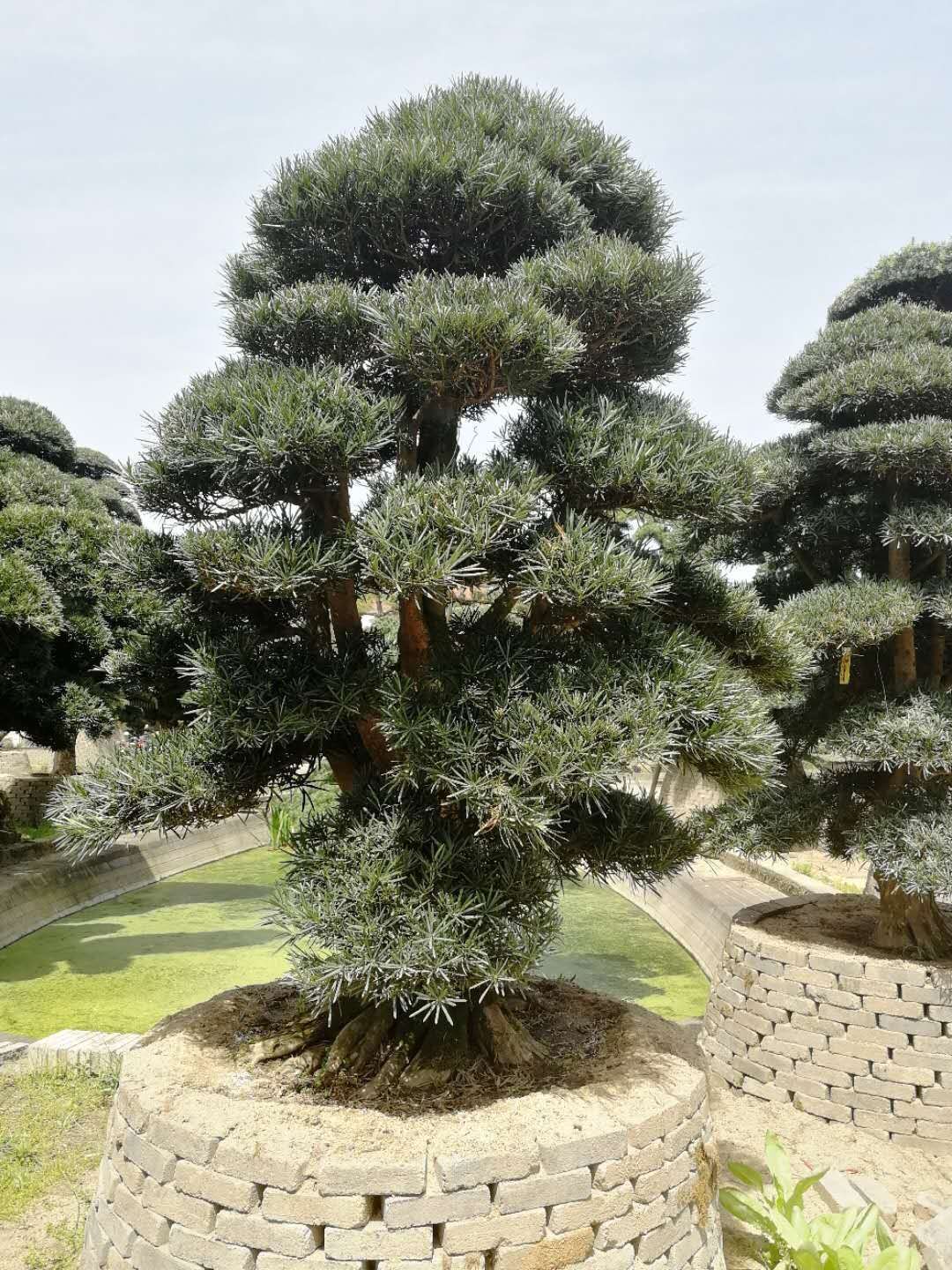 造型日本罗汉松价格 庭园作观赏 景观罗汉松树