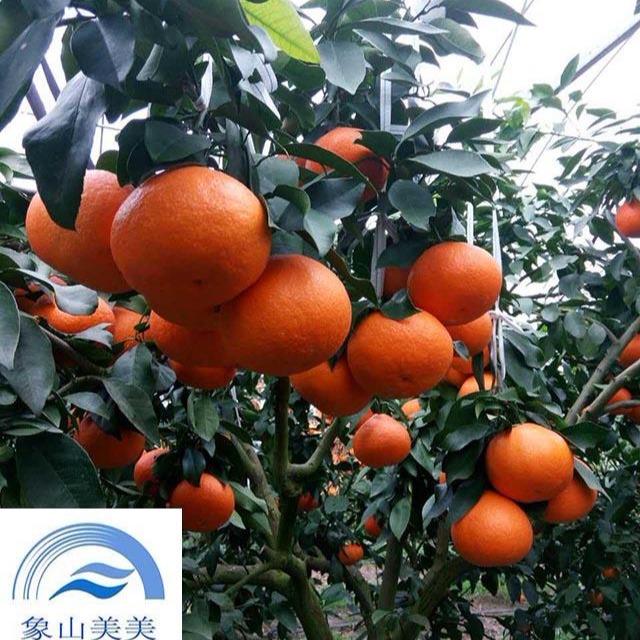 红美人柑橘树苗,柑桔新品种,杂柑皇后,象山柑橘