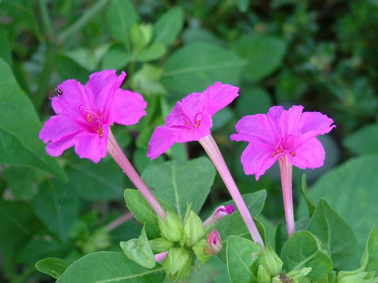 辽宁省紫茉莉种子草茉莉花籽玫红混色颜色齐全示例图3