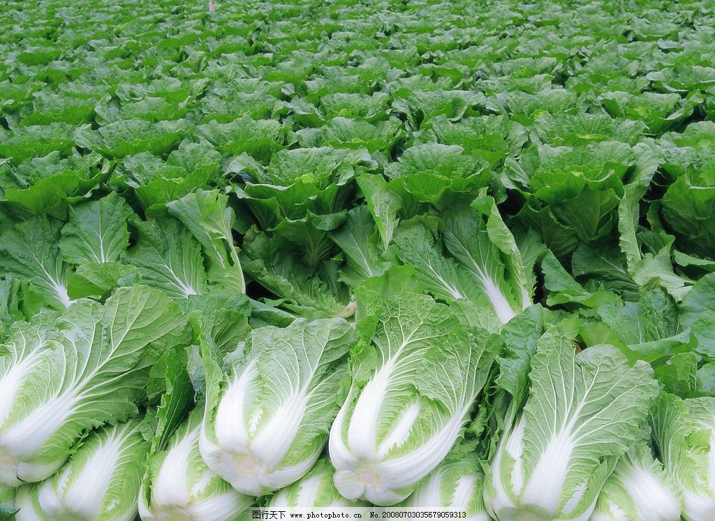 农家蔬菜籽大白菜种子营养丰富别名结球白菜黄心白菜四季可播包邮示例图3