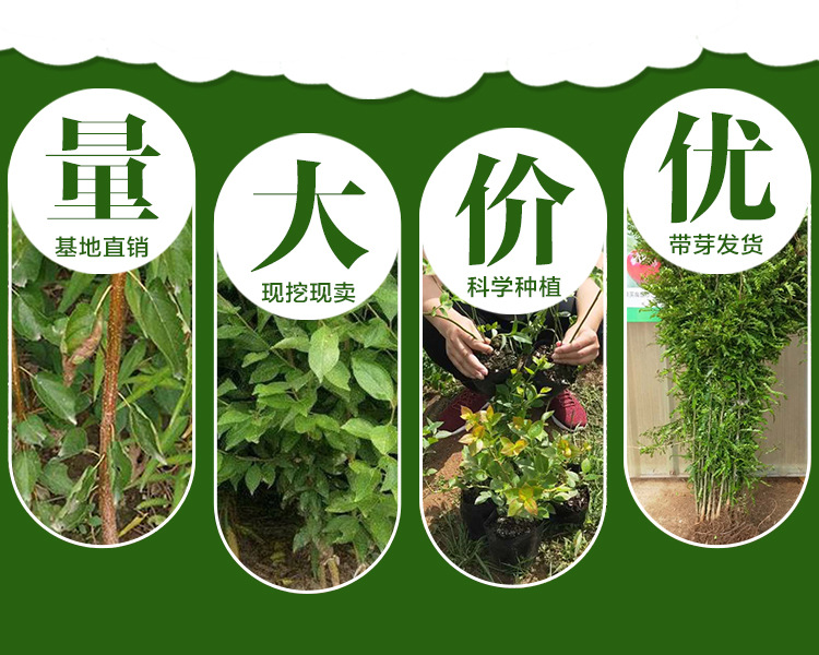卫矛苗基地销售 用于小区园林工程绿化爬藤植物示例图8