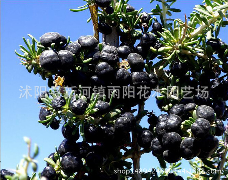 正宗宁夏枸杞直销 食用枸杞 枸杞树 价格盆栽地栽枸杞子黑枸示例图18