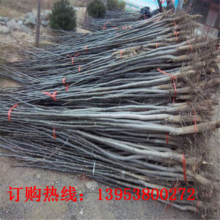 cccf6b310a55b30a982