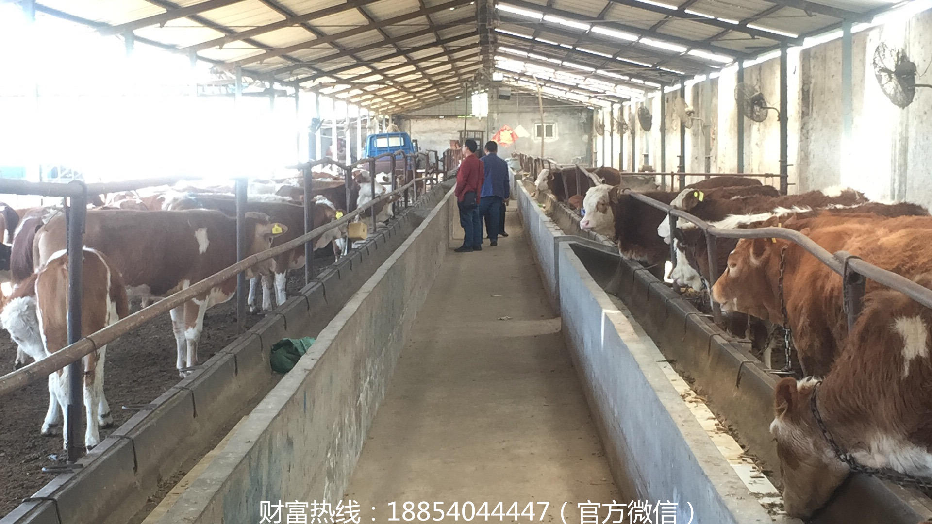 西门塔尔牛小牛犊养殖场，西门塔尔牛肉牛苗的价格 肉牛养殖示例图13