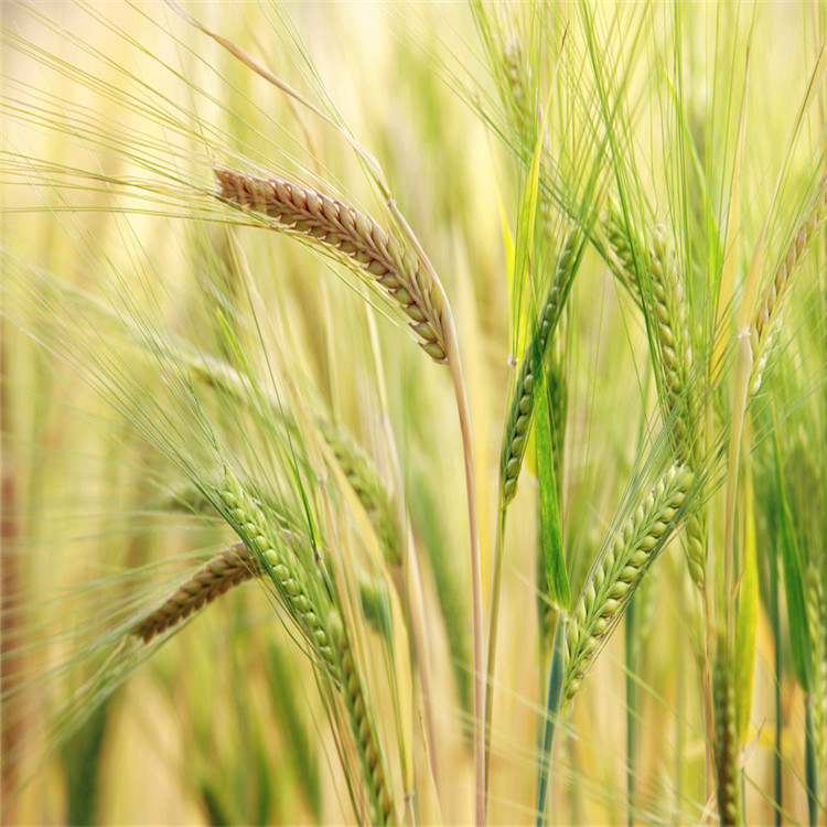 厂家批发大麦 特级带壳大麦 优质精选大麦米饲料农作物示例图14