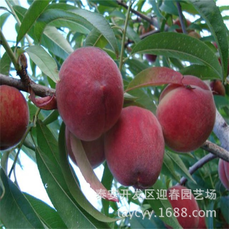 早熟桃树基地 批发胭脂脆血桃树  晚熟占地冬桃树价格 大量出售示例图5