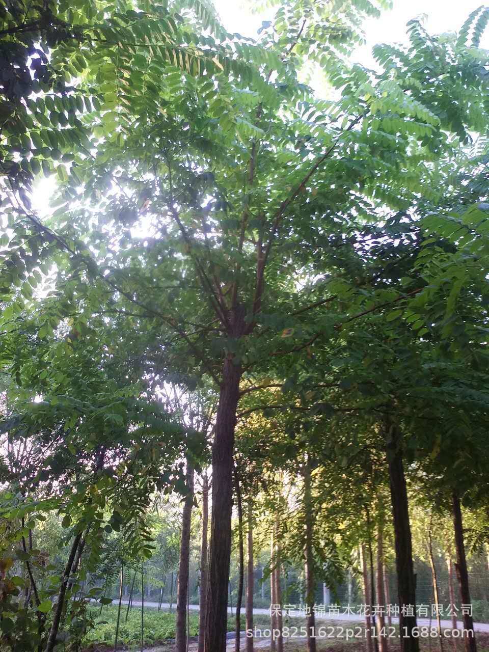 厂家直销刺槐 刺槐小苗 平头发冒刺槐 洋槐 6-20公分 自产自销示例图9