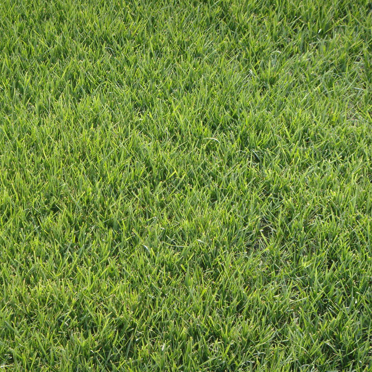 紫羊茅种子批发 工程绿化草坪种子 护坡地被 耐践踏 优质紫羊茅示例图6