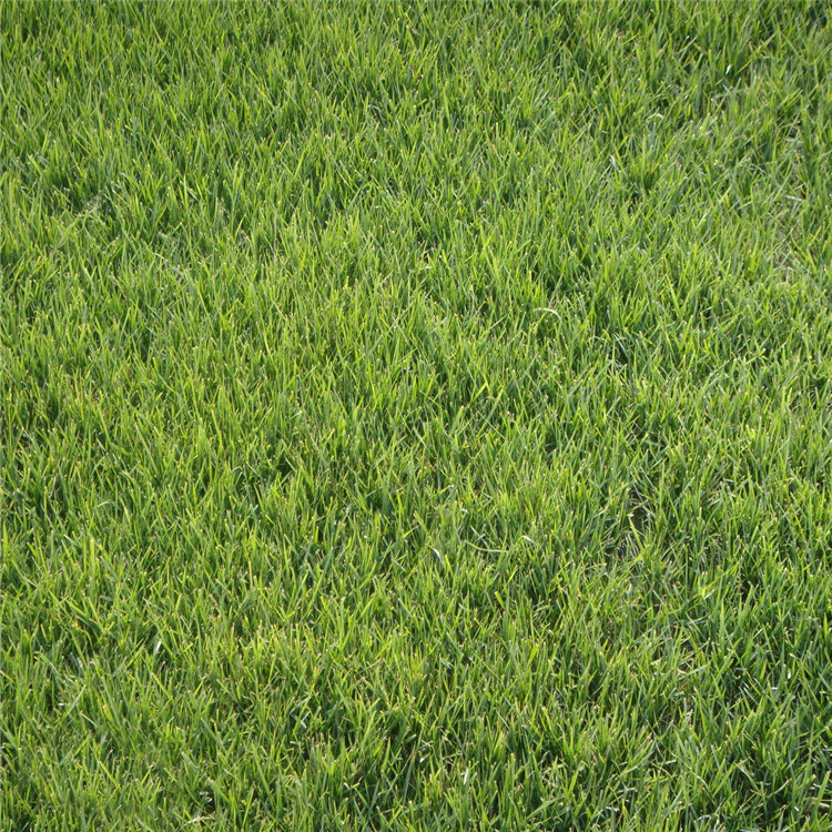 紫羊茅种子批发 工程绿化草坪种子 护坡地被 耐践踏 优质紫羊茅示例图2