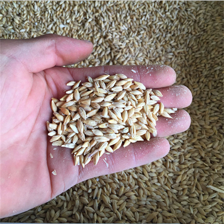 厂家批发大麦 特级带壳大麦 优质精选大麦米饲料农作物示例图11