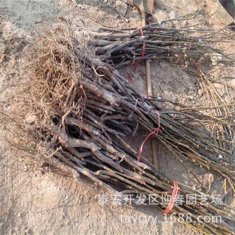 3公分核桃原生树价格 嫁接核桃树苗 核桃树几年盛果期 香玲核桃示例图3