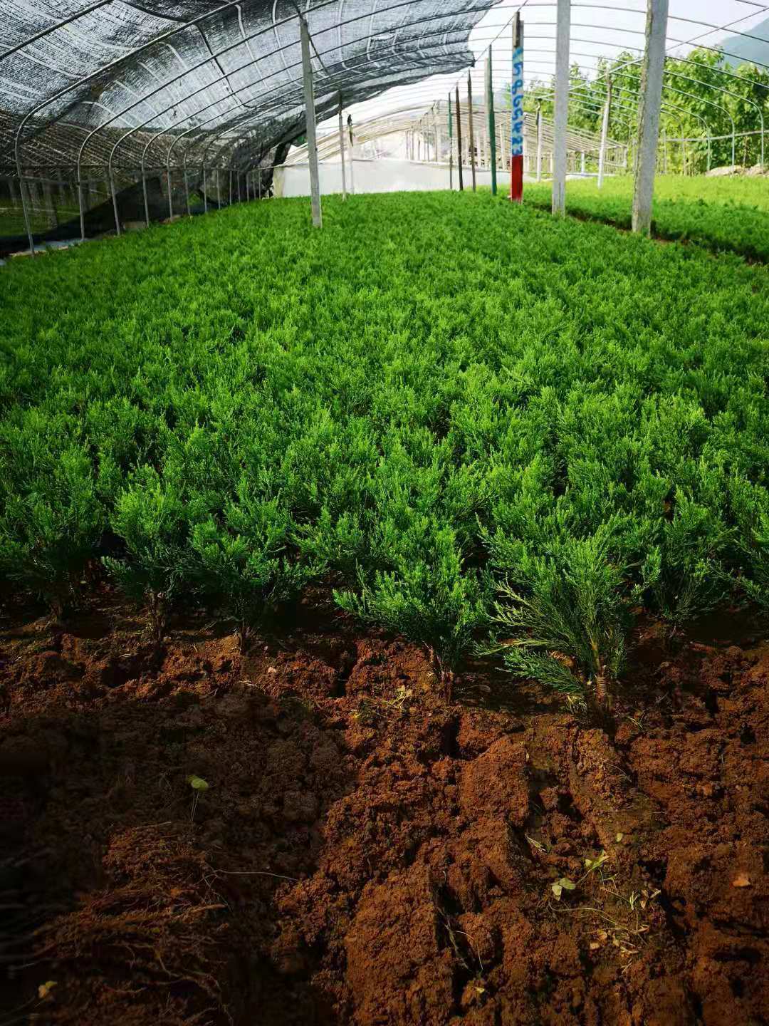 微信图片_20.jpg