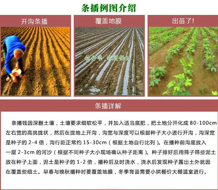 批发供应优质常夏石竹种子 观花种子 保质保量 当年新采示例图24