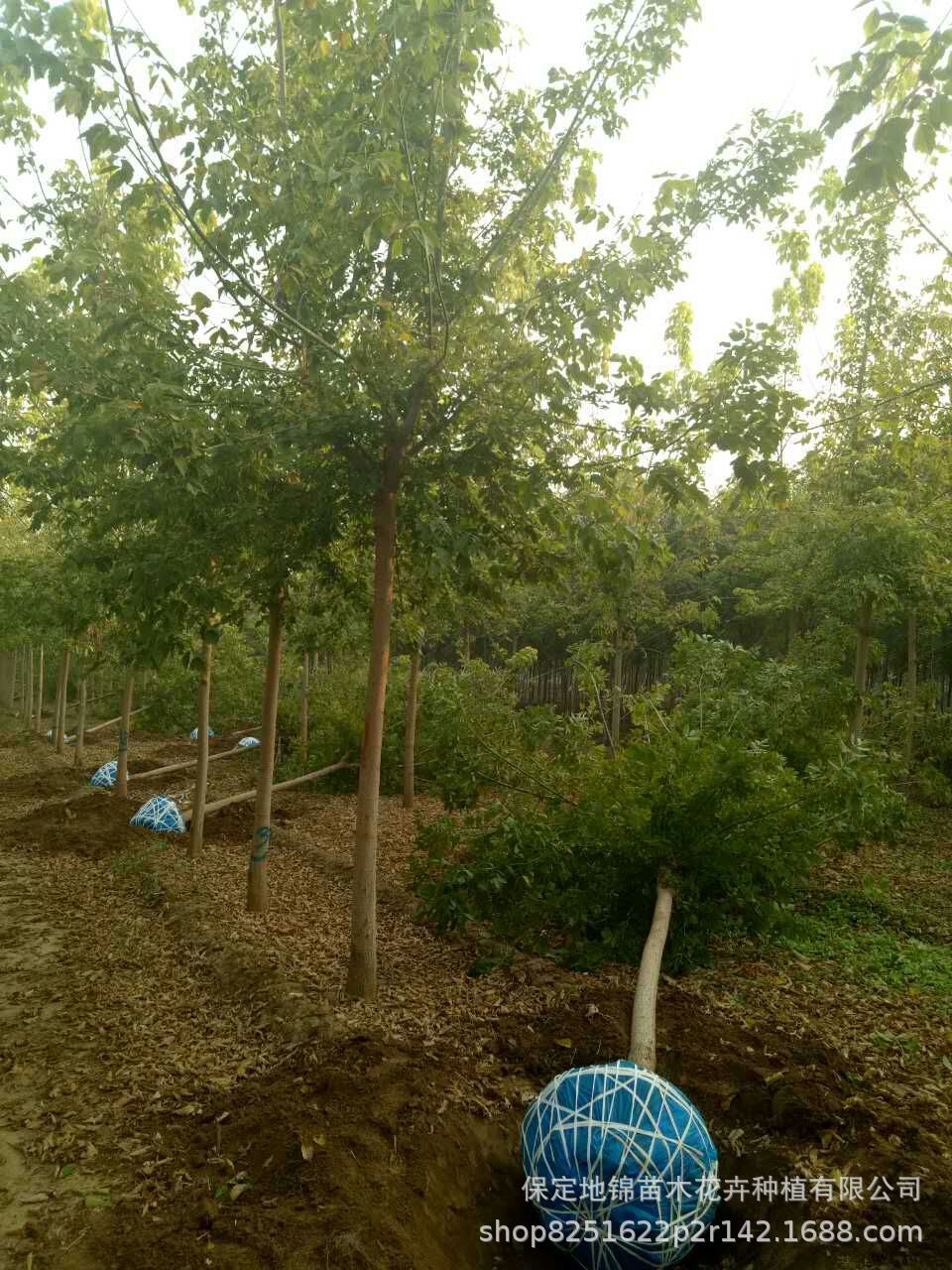 河北保定复叶槭基地，专业供应3-15公分金叶，绿叶复叶槭树苗示例图2