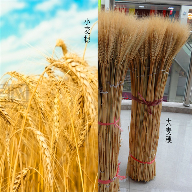 厂家批发大麦 特级带壳大麦 优质精选大麦米饲料农作物示例图7