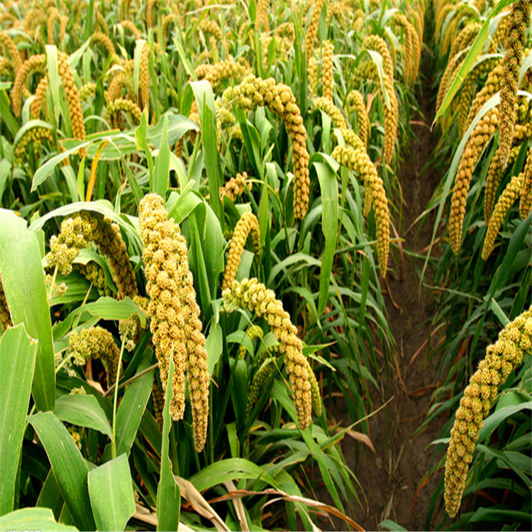 批发小米 小谷子种子 发芽率高 优质高产农作物 货源足 量大从优示例图10