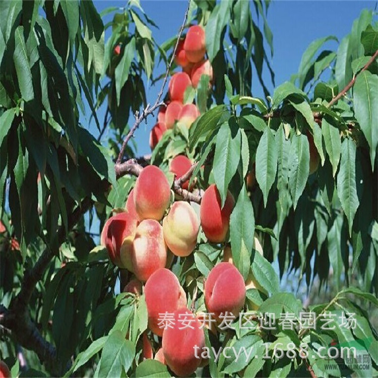 基地大量批发果树 中华油桃4号 已矮化 嫁接桃树 味甜 黄金蜜4号示例图4