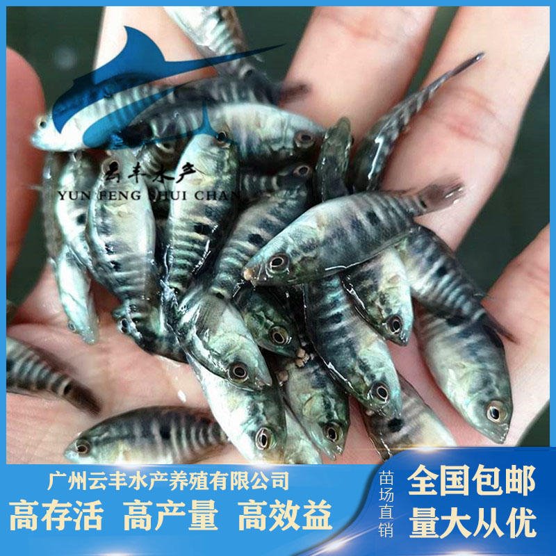 鄂州淡水石斑鱼苗养殖场 求购珍珠斑鱼苗 全国包邮花斑鱼苗报价图片