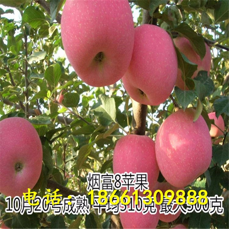 兴红农业柱状苹果苗批发 柱状苹果苗基地 供应柱状苹果苗