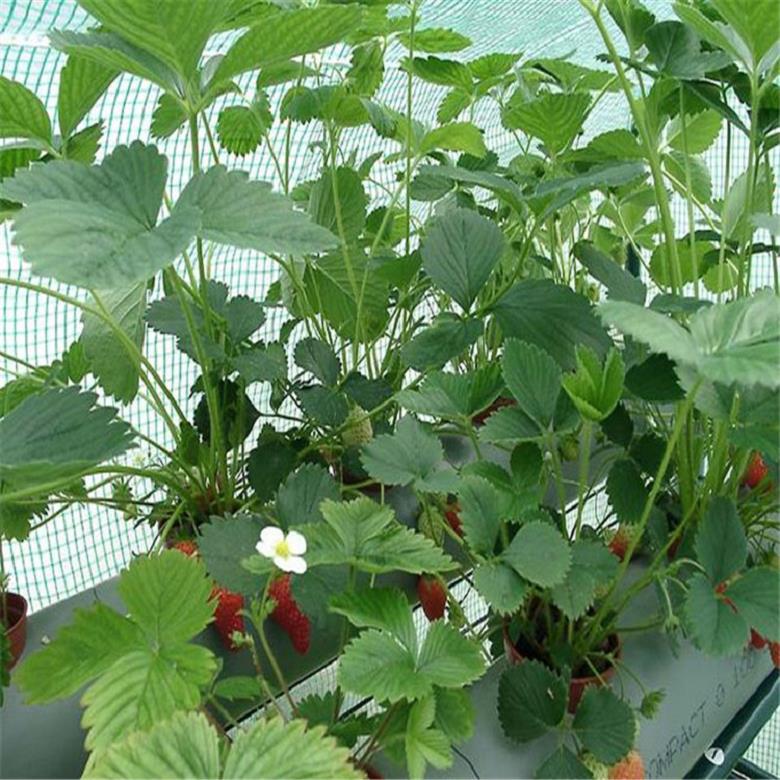 河南奶油草莓苗便宜出售 小白草莓苗 -成品苗