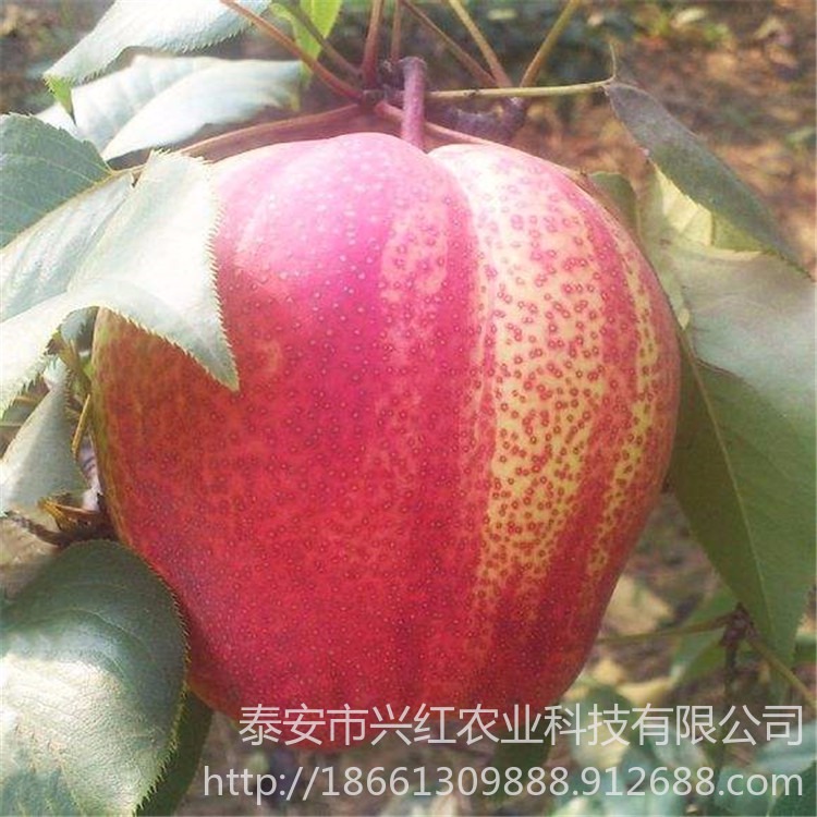 玉露香梨 黄金梨品种多样 基地供应梨苗 爱宕梨苗货源充足图片