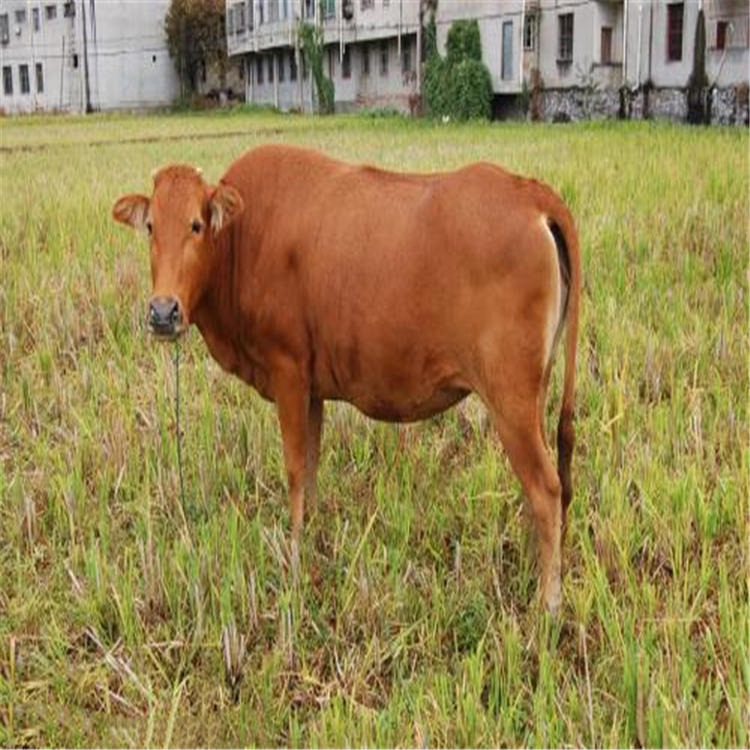 黄牛养殖场地建设 提供黄牛养殖技术 黄牛圈养养殖场地建设图片