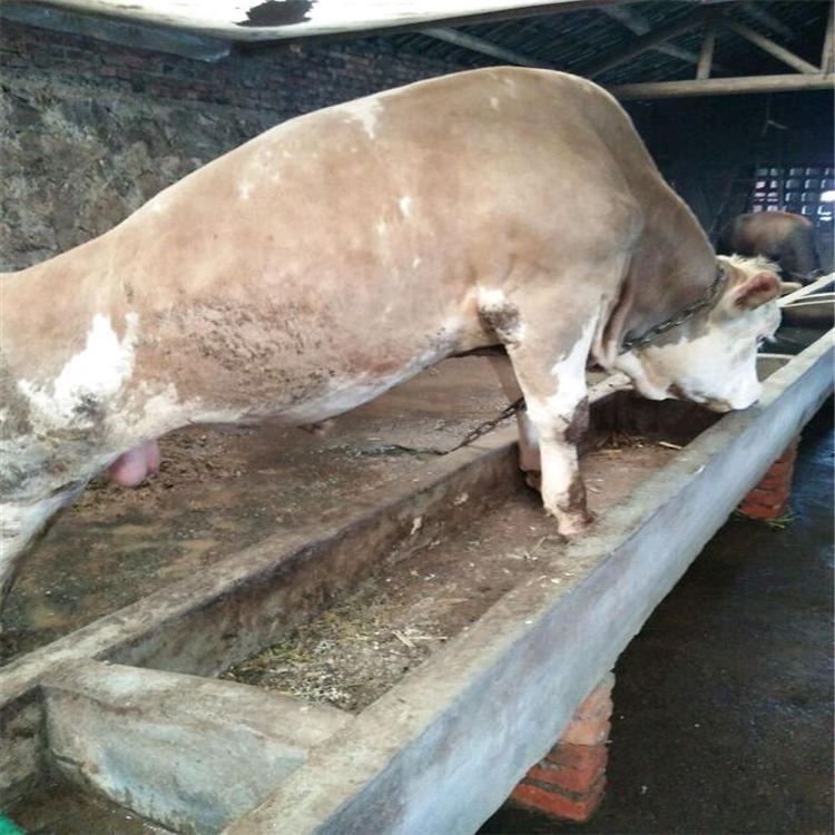 利木赞肉牛养殖场 利木赞牛的优缺点 西门塔尔种牛价格 长势快