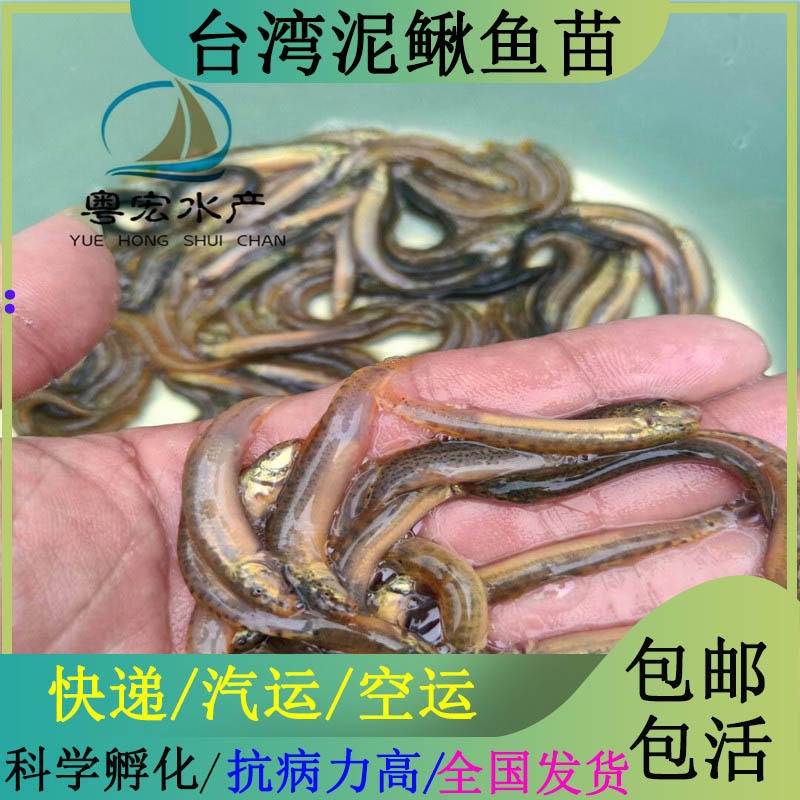 广西苗场出售台湾泥鳅鱼苗 大副麟泥鳅鱼苗 泥鳅种苗批发