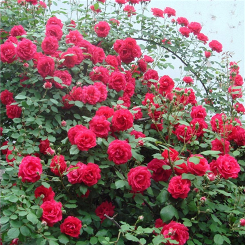 出售花期长多花蔷薇花苗 大花蔷薇苗 40公分高红色蔷薇花苗价格 三季蔷薇苗 南北方种植图片