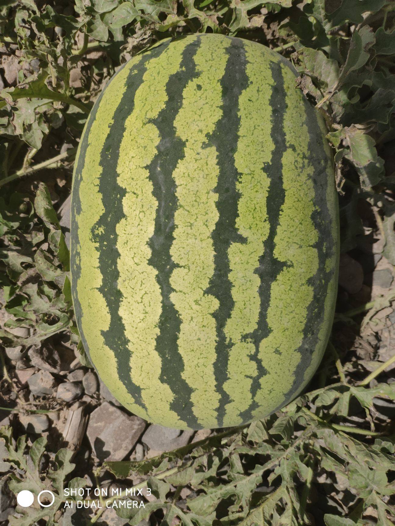 正宗金花一号西瓜种子，单瓜重25斤左右，亩产万斤以上的西瓜品种，优良品质，育种厂家批发供应