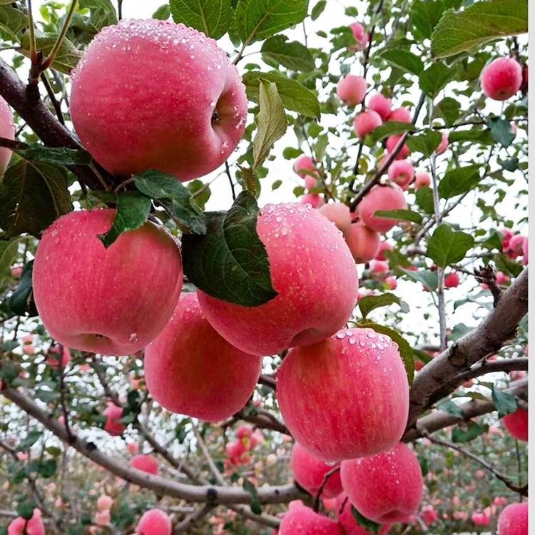 苹果苗基地直销矮化苹果苗 当年结果烟富8号苹果 烟富10号苹果苗