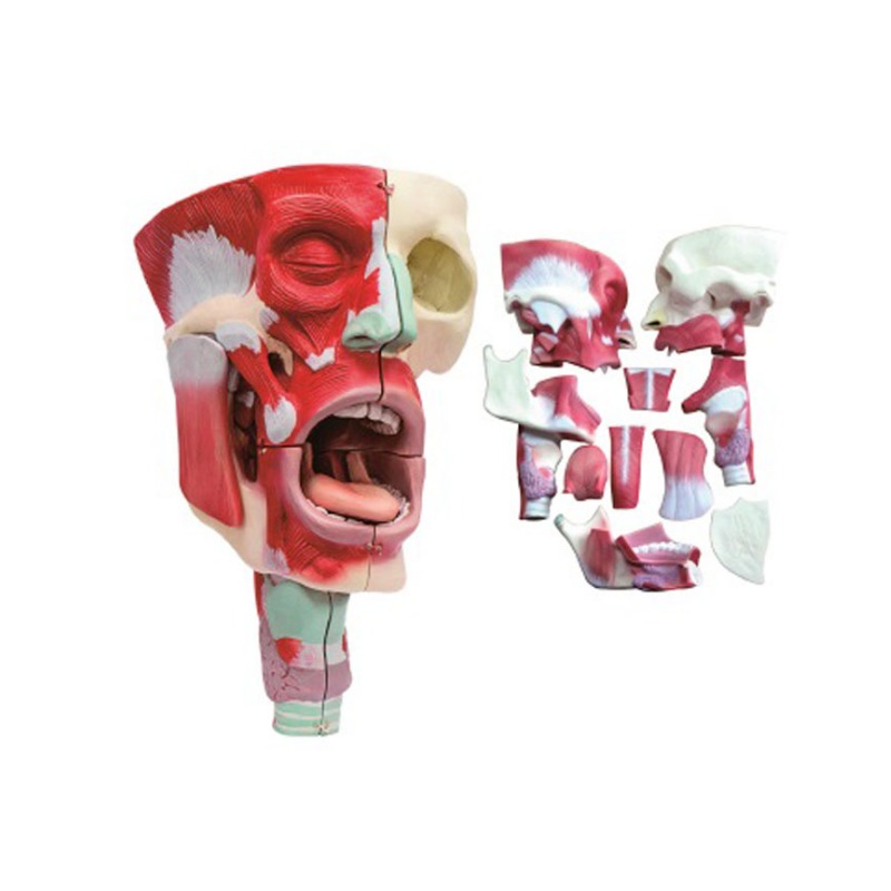 鼻口咽喉腔模型实训考核装置  鼻口咽喉腔模型实训设备  鼻口咽喉腔模型综合实训台