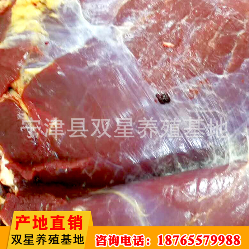 厂家进口蒙古马肉 传统美味食品马后腿肉现场现杀冷冻批发示例图7