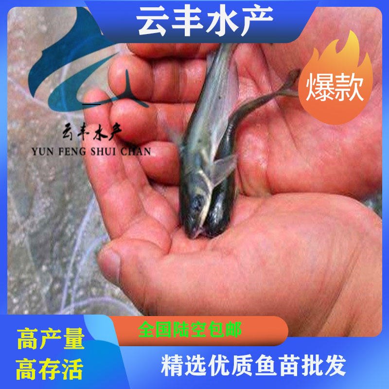 邵阳鮰鱼苗养殖场 淡水叉尾鱼苗供应 鮰鱼苗价格图片