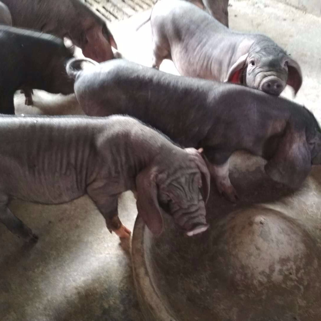 太湖高产母猪那里有卖，出售梅山母猪原种，高产后备纯种猪苗