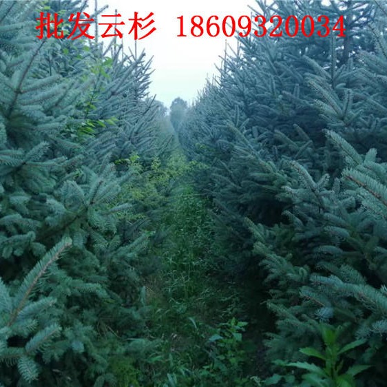 新疆云杉树苗1米2米3米价格-新疆云杉报价
