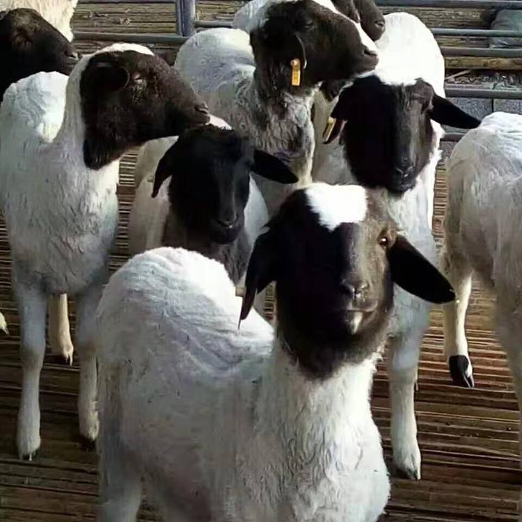 山东萨福克羊种羊养殖基地 通凯 30斤萨福克羊价格 签订回收合同示例图12