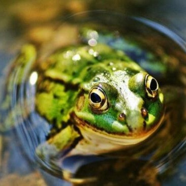 尚秋青蛙养殖技术 黑斑蛙种苗批发 水产养殖孵化基地