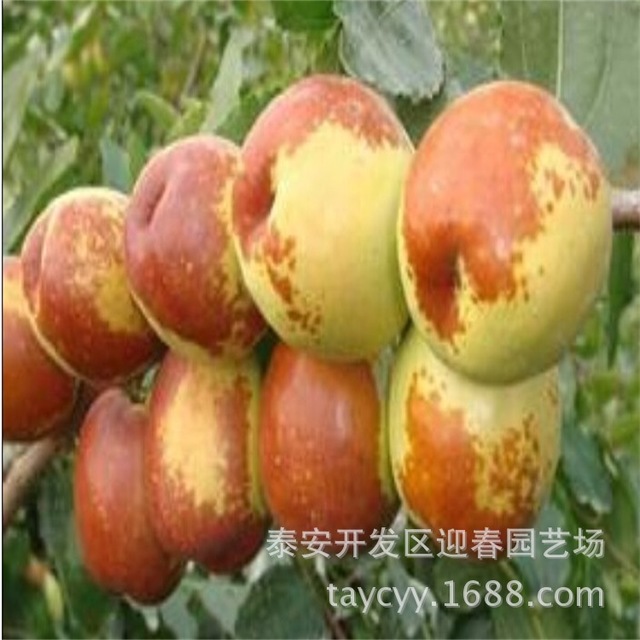 枣树 红枣苗枣树苗大量供应批发销售0.6-3公分枣树苗 质量保证
