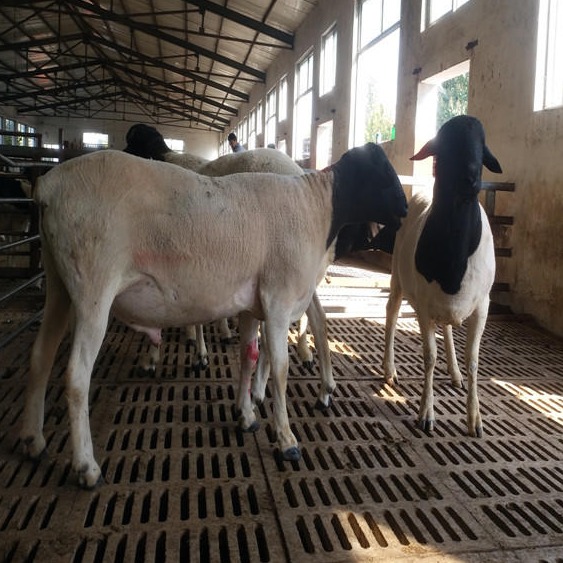 河北杜泊羊价格 龙翔黑头杜泊羊种羊批发 纯种黑头杜泊羊养殖利润分析图片