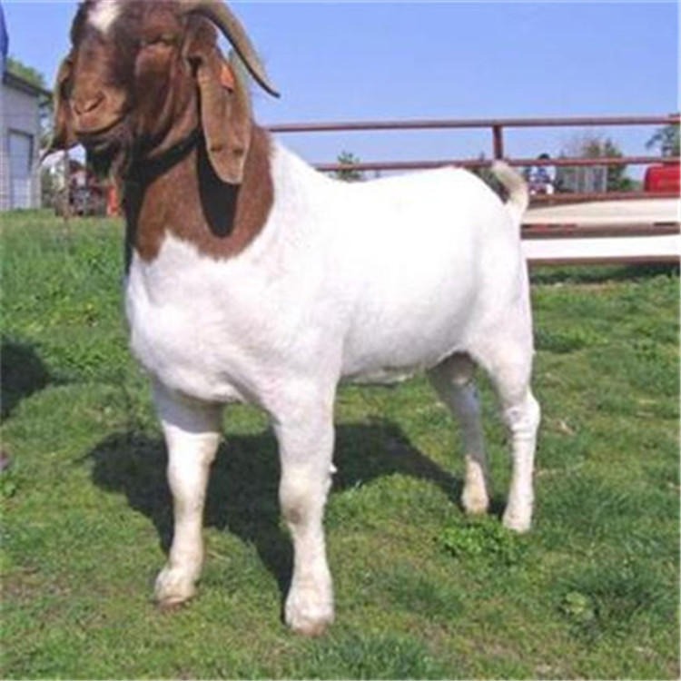 山东纯种波尔山羊价格-一只波尔山羊市场价格-农村家养波尔羊-龙翔养殖