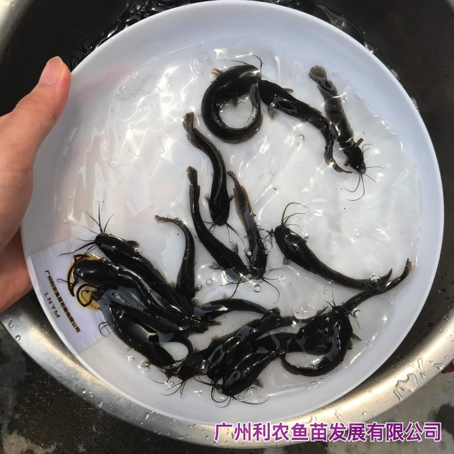 鸭绿沙塘鳢-辽宁省水生经济动植物-图片