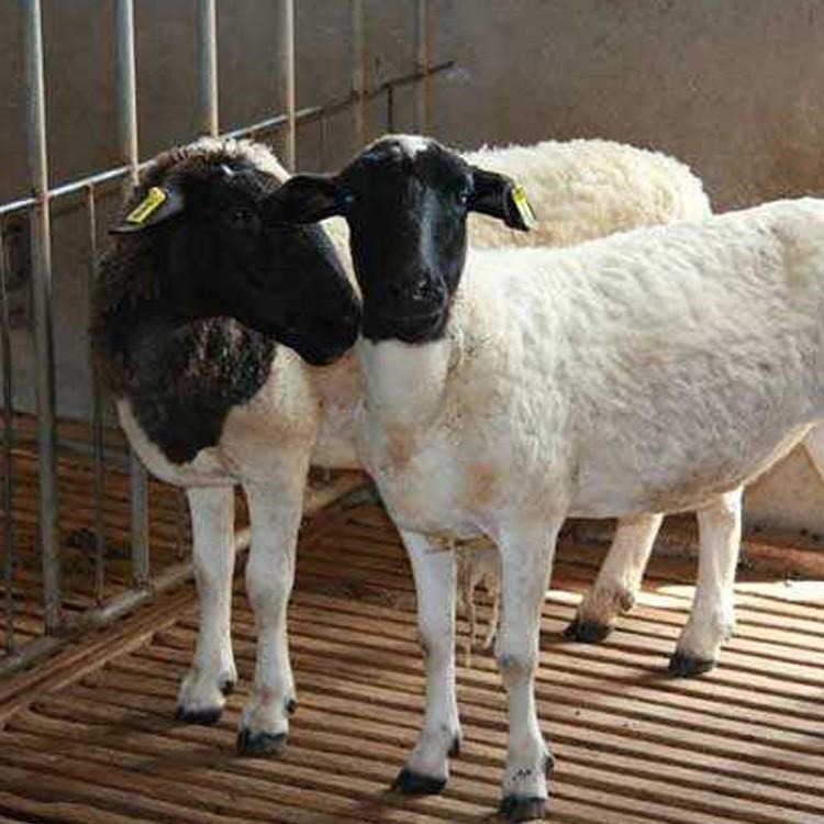 湖北杜泊羊养殖基地-改良杜泊羊-通凯-杜泊羊母羊怀孕高产图片