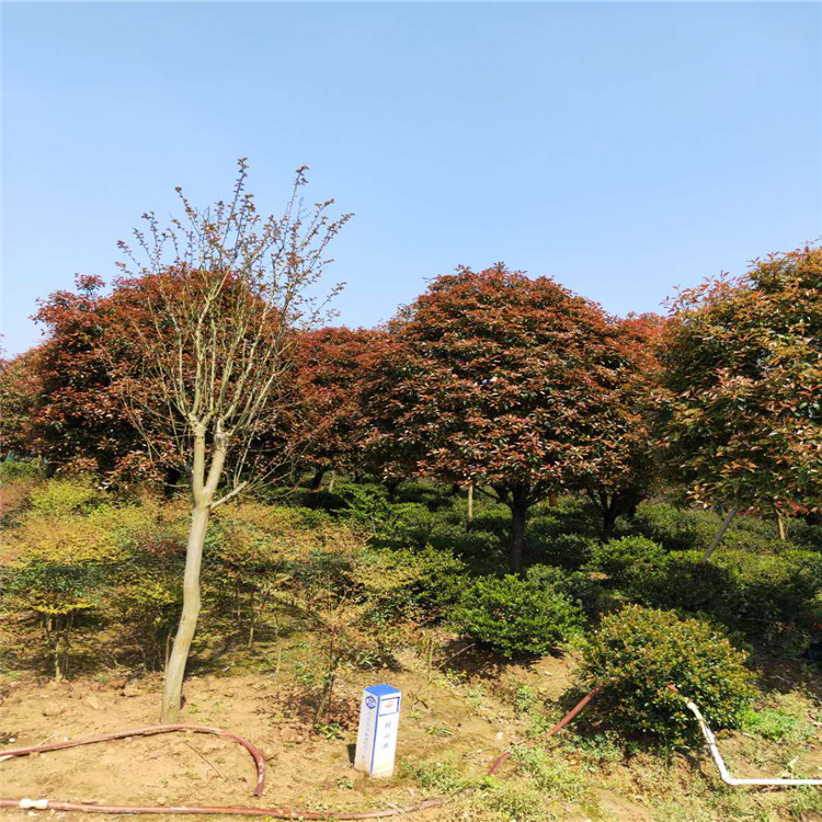 天诚苗圃 10公分石楠树 工程绿化红叶石楠树  绿化工程
