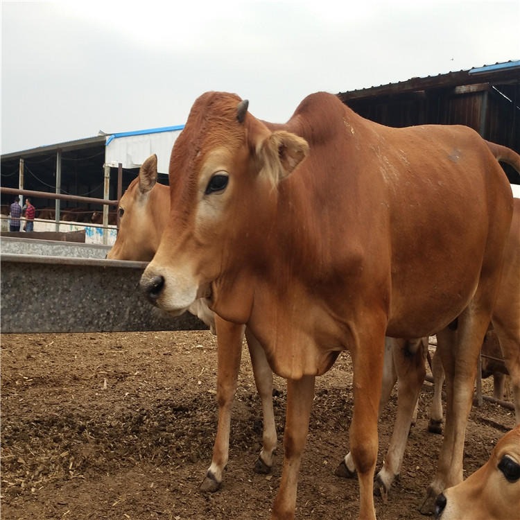 种牛基地 肉牛犊价格-鲁西黄牛小牛价格 鲁西黄牛 龙翔
