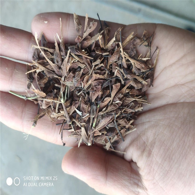 农业园艺茶条槭种子冬季催芽绿化树籽发芽率高