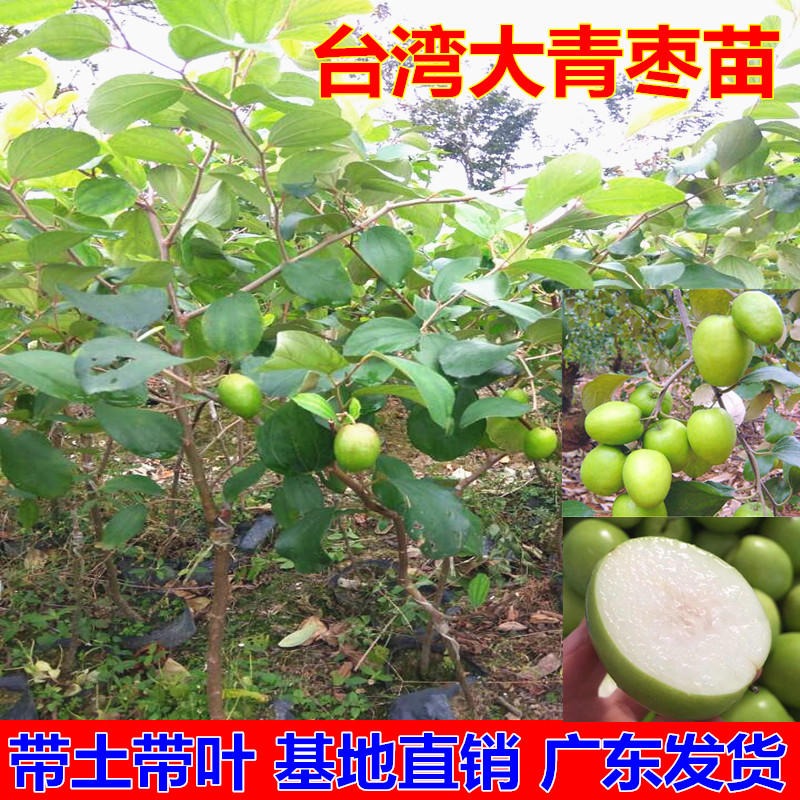 台湾大青枣树苗   嫁接苗盆栽地栽四季结果枣树苗    南北方种植当年结果