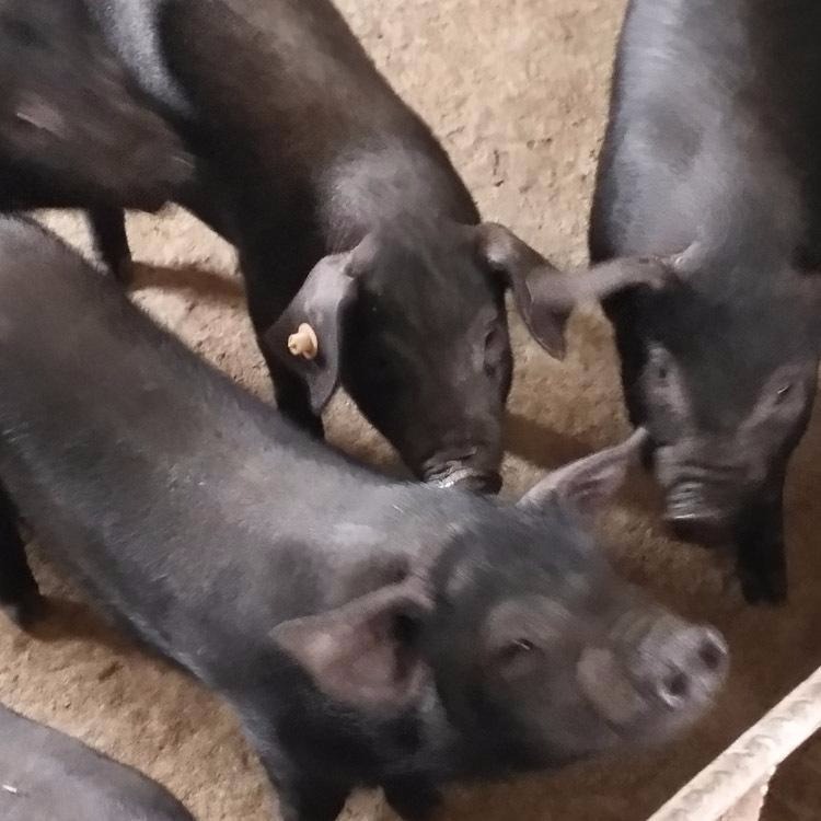 大型苏太母猪20-30斤，正规太湖母猪基地，黑杜洛克公猪，优良黑猪品种图片