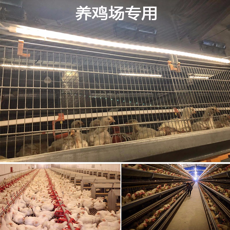 养鸡灯可调光低压防水PRS-T5养鸡场灯管 普瑞斯LED灯管3W-5W图片